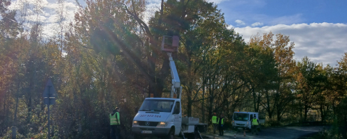 Pielęgnacja drzew - stara DW 341 - droga powiatowa bez nadanego numeru - odc. Brzeg Dolny-Wały